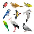 Birds as Warm-blooded Vertebrates or Aves with Feathers and Toothless Beaked Jaws Vector Set