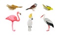 Birds as Warm-blooded Vertebrates or Aves with Feathers and Toothless Beaked Jaws Vector Set