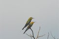 BIRDS- Australia- Brightly Colored Bee-Eaters Perched in the Fog