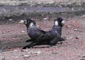 BIRDS- Australia- Close Up of Two Wild Black Cockatoos