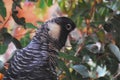 BIRDS- Australia- Extreme Close Up of a Black Cockatoo