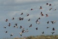 BIRDS-Australia- A Large Flock of Colorful Galah Cockatoos in Flight