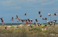 BIRDS- Australia- A Large Flock of Galah Cockatoos in Flight