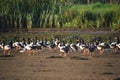 BIRDS- Australia- Large Format Shot of a Large Flock of Wild Magpie Geese on a Beach Royalty Free Stock Photo