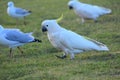 Birds in Australia