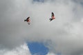 BIRDS- Australia- Two Colorful Galah Cockatoos High in the Sky