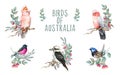 Birds of Australia watercolor illustration set. Hand drawn pink cockatoo parrot, pink robin, kookaburra, fairy wren