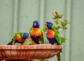 Birds Royalty Free Stock Photo