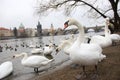 The birds in the autumn in Prague