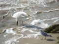 Birds on the autumn shore of the Sea of Azov