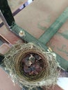 Birds baby in the nest