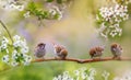 Birds and baby sparrows they sit in spring  bloom on the branches of cherry trees with white flowers Royalty Free Stock Photo