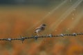 birds on barbed wire and sunlight or background blurry Royalty Free Stock Photo