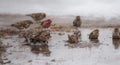 Birds bathing in a newly formed meltwater puddle of early March snow thaw.