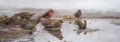 Birds bathing in a newly formed meltwater puddle of early March snow thaw.