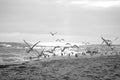 Birds on beach