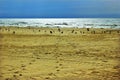 Birds on a beach Royalty Free Stock Photo