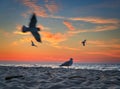 Birds on the beach of Baltic Sea in Sztutowo at sunset, Poland Royalty Free Stock Photo