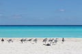 Birds on the beach. CANCUN, MEXICO, CARIBBEAN SEA.