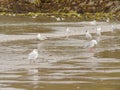 Birds on Beach