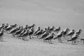 Birds on Beach