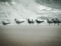 Birds at the Beach in Florida, United States