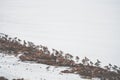 Birds on the beach in Iceland Royalty Free Stock Photo