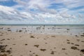 Birds on the beach at low tide Royalty Free Stock Photo