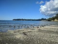 Birds at the beach at Okura scenic reserve, Auckland, New Zealand