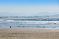 Birds on the beach