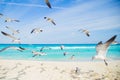 Birds on the beach. Soaring seagull over the ocean
