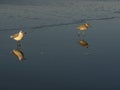 Birds on the beach