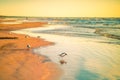 Birds at the beach sunset Royalty Free Stock Photo