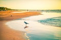 Birds at the beach sunset Royalty Free Stock Photo