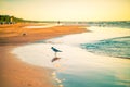 Birds at the beach sunset Royalty Free Stock Photo