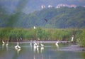 Birds in beautiful lake scenery