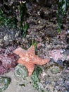 Cluster of Pisaster ochraceus, known ochre sea star, or ochre starfish and mussels on Haystack Rock in the Pacific Ocean