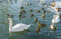 Birds in the big city Royalty Free Stock Photo