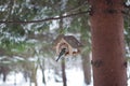 Birds in the bird feeder in the winter snow forest Royalty Free Stock Photo