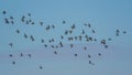 Birds -  Black-tailed Godwit, Limosa limosa Royalty Free Stock Photo