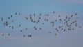 Birds -  Black-tailed Godwit, Limosa limosa Royalty Free Stock Photo