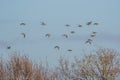 Birds -  Black-tailed Godwit, Limosa limosa Royalty Free Stock Photo