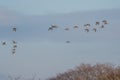 Birds -  Black-tailed Godwit, Limosa limosa Royalty Free Stock Photo