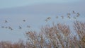 Birds -  Black-tailed Godwit, Limosa limosa Royalty Free Stock Photo