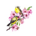 Birds on blossom branch with pink apple, cherry flowers sakura . Watercolor flowering tree