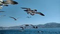 Aves en azul mar 