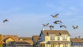 Birds in the blue sky over homes in Daybreak Utah Royalty Free Stock Photo