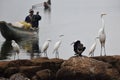 Birds and Boats