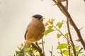 Birds - Brahminy Starling, Keoladeo Ghana National Park, Bharatpur, India