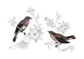 Birds on a branch of apple blossoms. Royalty Free Stock Photo